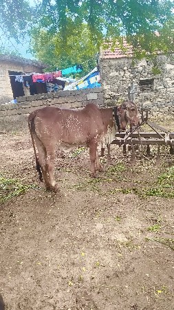 gir vasadi vesavani se khabari