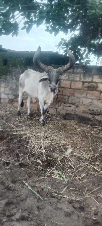 બળદ વેચવાના છે