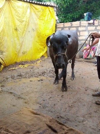 કિંમત 85,000 15 દિન કાશી