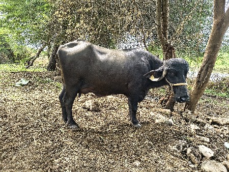 ભેંસ વેચવાની છે.