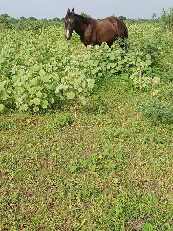 વેસવાનો છે