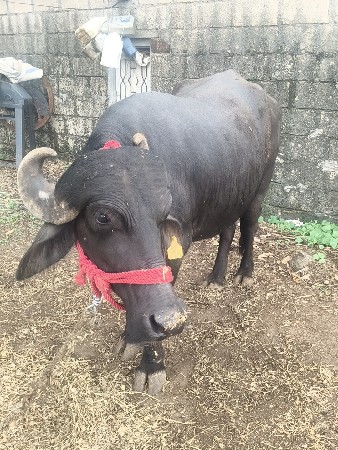 વહેચવાની છે