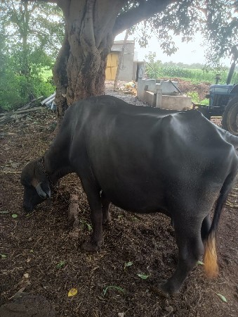 bhesh vechvani che