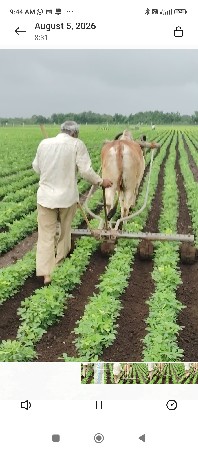 બળદ