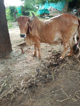 દેવચંદ ભાઈ ઝાપડીયા