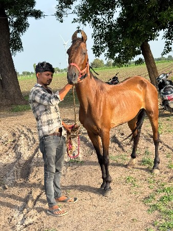 ઘોડી વેશવાની સે