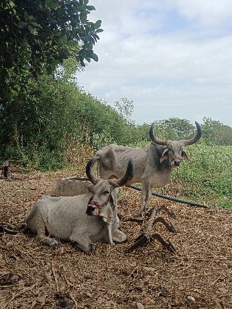 બળદ વેચવાના છે