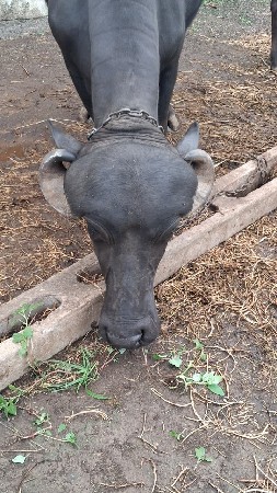 ખડેલી વેચવાની છે