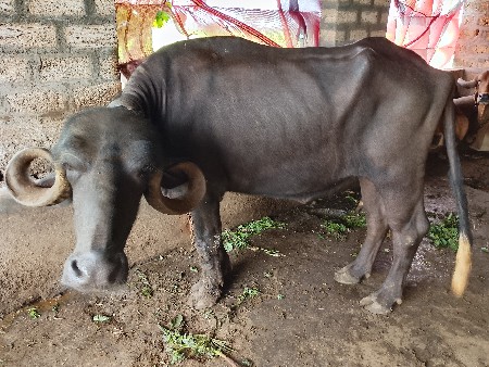 ખડેલુ
