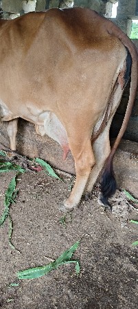 ગાય વેચવાની છે