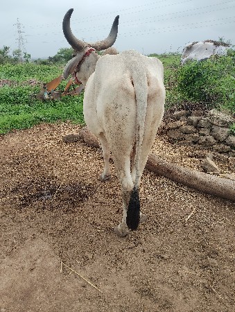 બળદ વેચવાનો છે