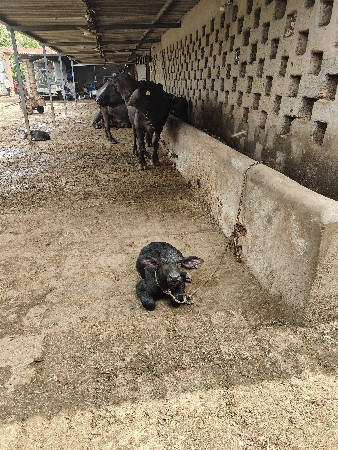 તબેલામાટેમાણશોજોયેછે
