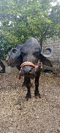 ભેંસ  વેચવા ની છે.