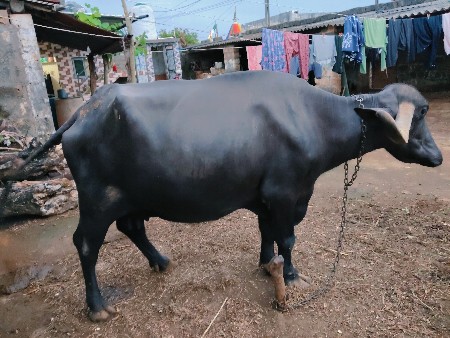કચ્છનું વેતર