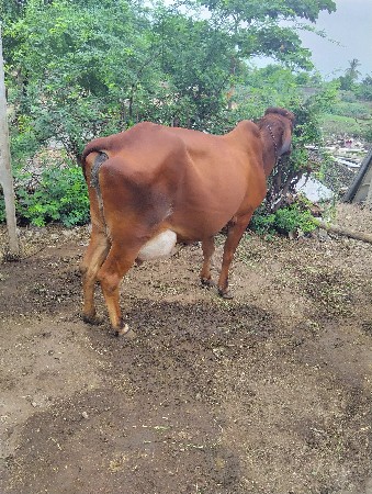 ગાય વીયાવાની તૈયારીમા તીજુ વીયાશે