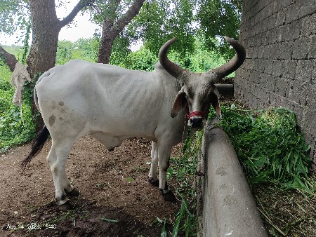 બળદ વેચવાનો છે