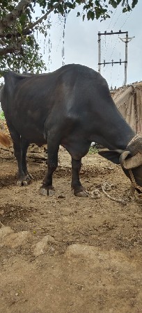 ભેંસ વેચવાની છે