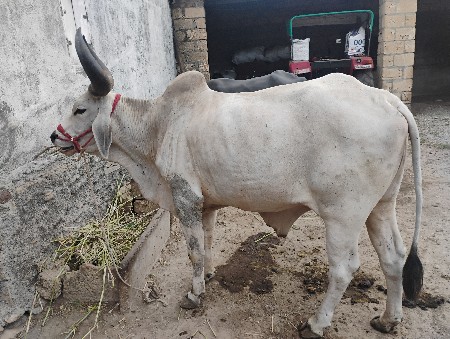બળદ વેચવાનો છે