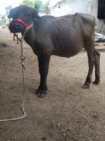 પાડી વેચવાનીછે