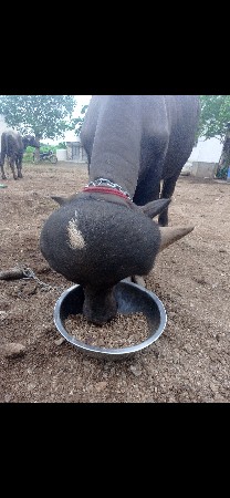 પાડો વેસવાનો સે. જાફરાબાદી