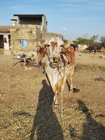 બળદ વેચવાના છે