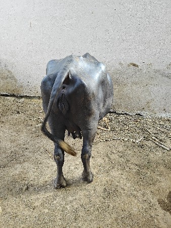 ભેંસ વેચવાની સે