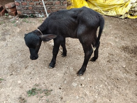 ભેંસ વેસવાની છે