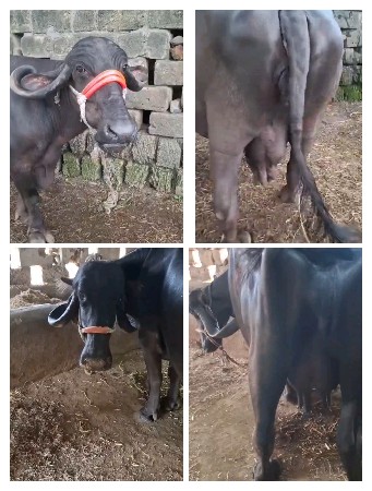 બે ભેસુ વેચવાનીસે