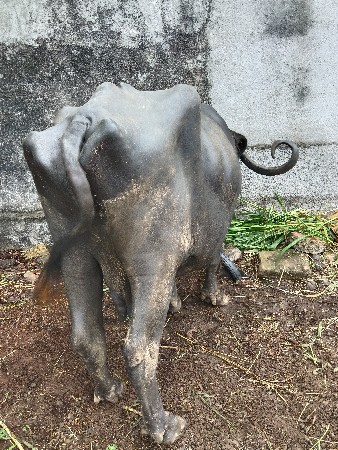 ભેસ