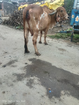 ગીર ગાય વેચવાની છે કાબરી