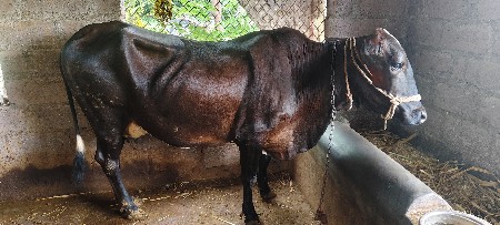 બે એસ.એફ ક્રોસ ગાયો વેચવાની છે.