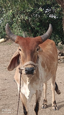 આ બળદ વેચવાનો છે બધી જવાબદારી