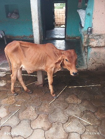 ગાય વેચવાની છે
