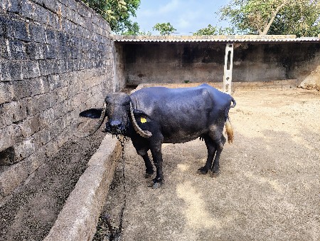 bhes vechvani che