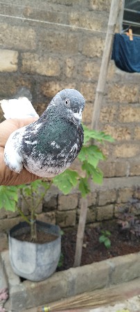 કબૂતર વેચવા ના છે