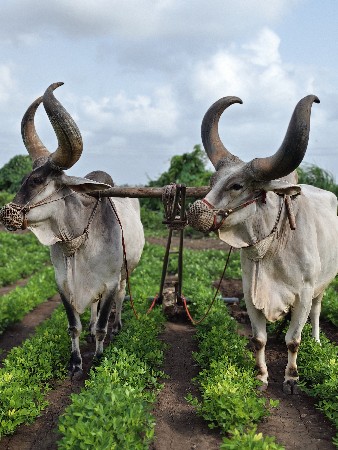બળદ વેચવાના છે.