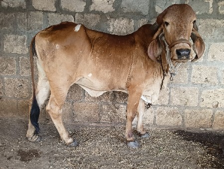 વેચવાની છે