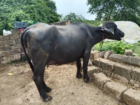 લેવા માટે જ ફોન કે મેસેજ કરવો