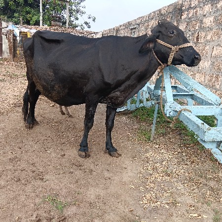 એચએફ ગાય વેચવાની છે