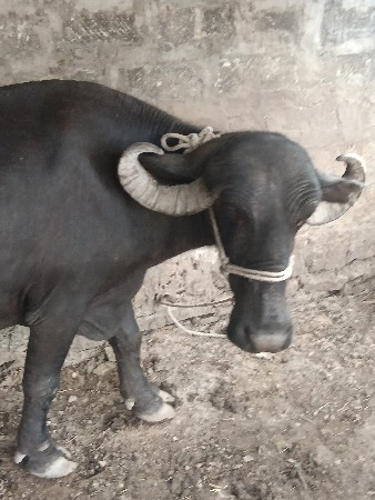 વેચવાની છે