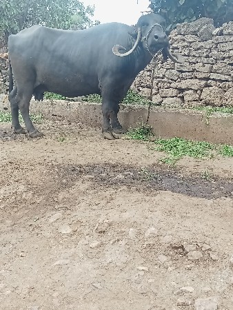 bhesh vesavani se