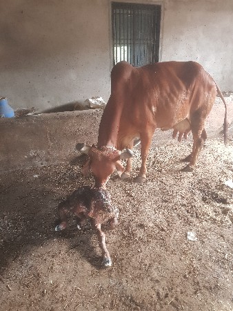 વેચવા ની