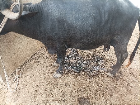 ભેસ વેચવાની છે 3વેતર