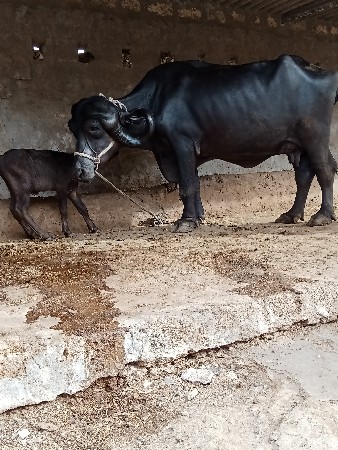 ભેશ વેછવાની છે તેજુ વેતર છે