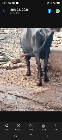 ભેંસ વેચવાની છે