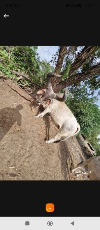 ox