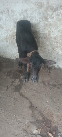 પાડો વેચવાનો છે.