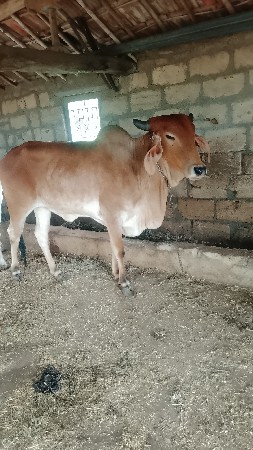 આ વાછડીયુ વેચવાની છે