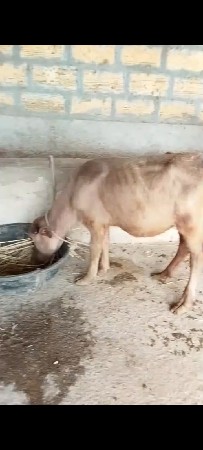 ભેંસ વેચવાની છે નિષે ભૂરી પાડી