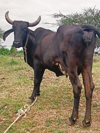 જર્સી ક્રોસ